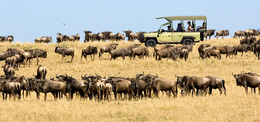 4 Best Itinerary ideas for 12 Days Tanzania safari holiday vacation trip
